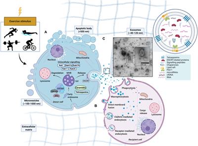 Extracellular Vesicles and Exosomes: Insights From Exercise Science